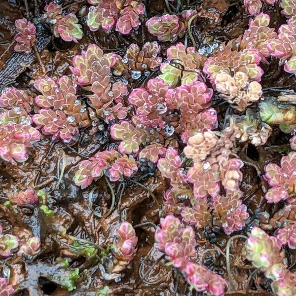 Azolla filiculoides Συνήθη χαρακτηριστικά