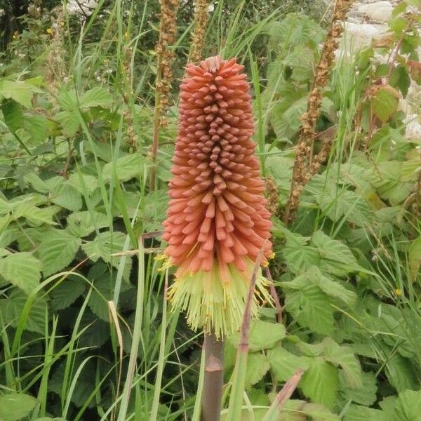 Kniphofia uvaria Bloem