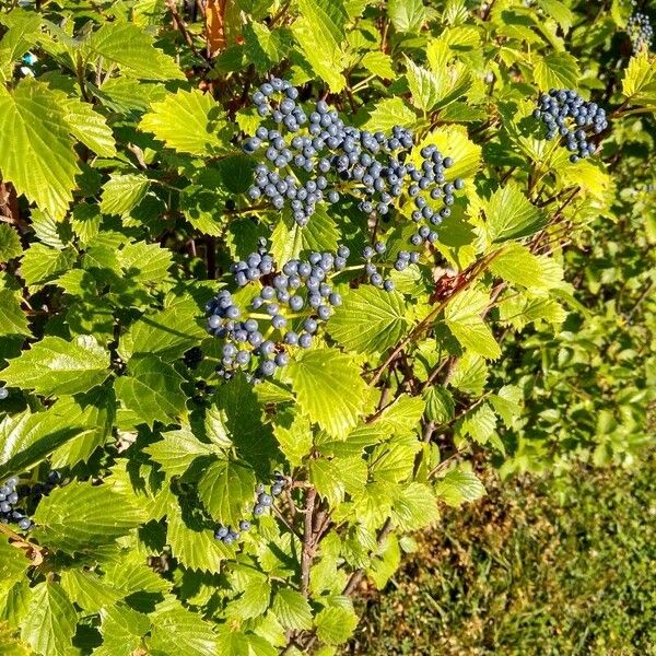 Viburnum dentatum Fruit