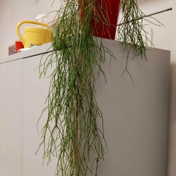 Rhipsalis baccifera Blad