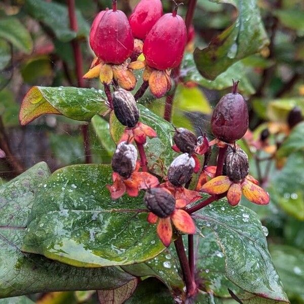 Hypericum androsaemum Meyve