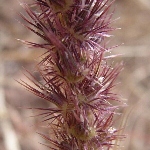 Cenchrus biflorus Plante entière