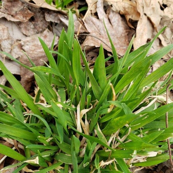 Poa annua Levél