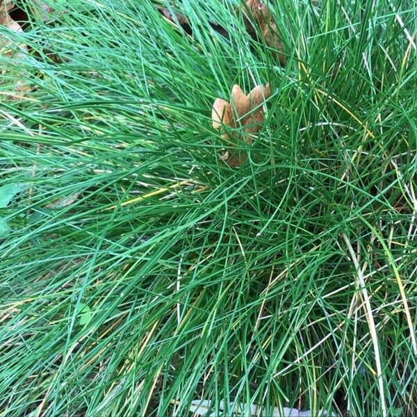 Festuca rubra Blad