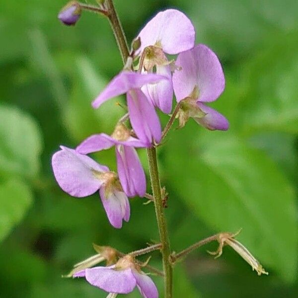 Desmodium paniculatum Floro