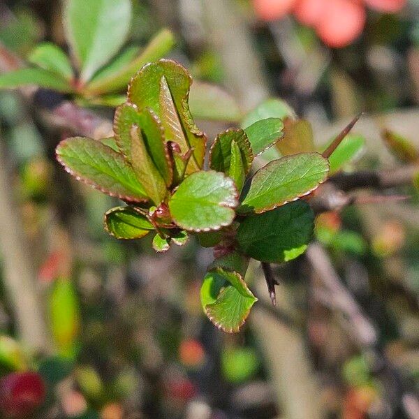 Chaenomeles speciosa 葉