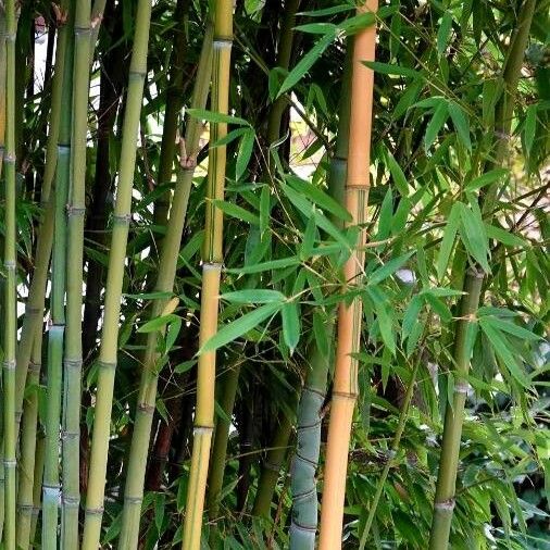 Phyllostachys nigra Foglia