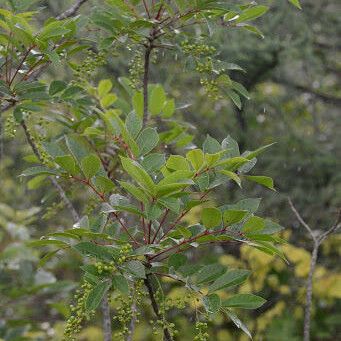 Toxicodendron vernix Habitus