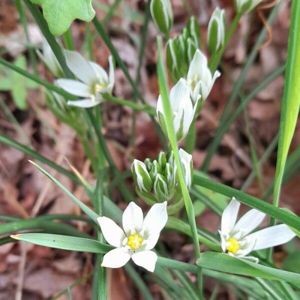 Ornithogalum divergens Floro