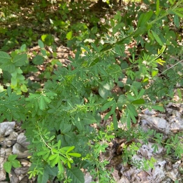 Lespedeza virginica Φύλλο