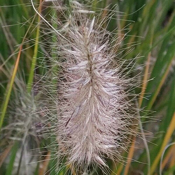 Cenchrus setaceus Fruit