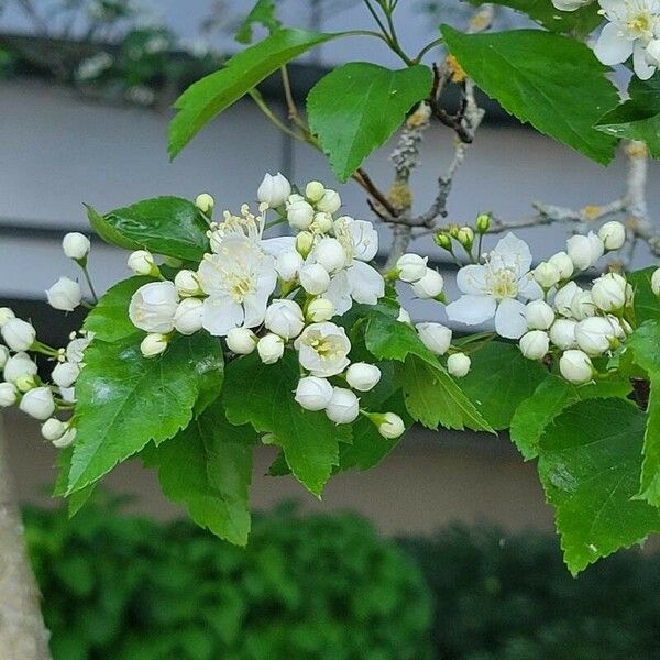 Crataegus phaenopyrum Flower