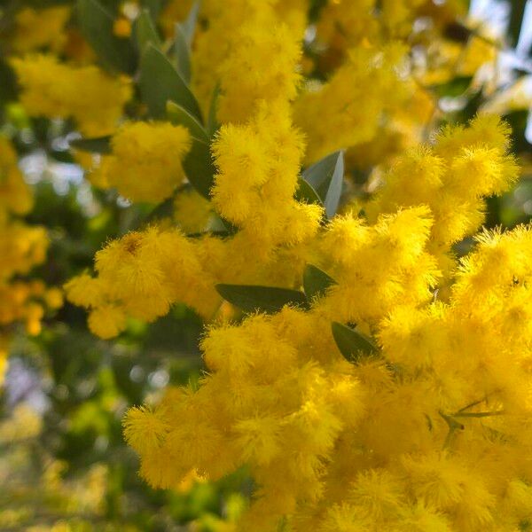 Acacia baileyana Цвят