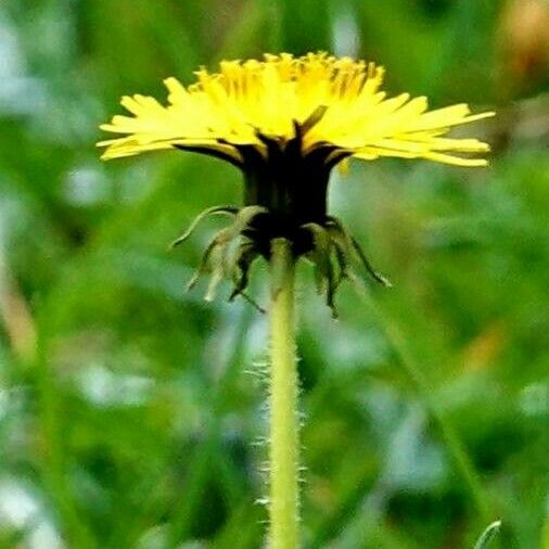 Leontodon hispidus Çiçek