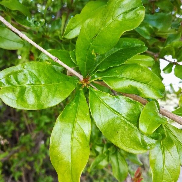 Punica granatum Blatt