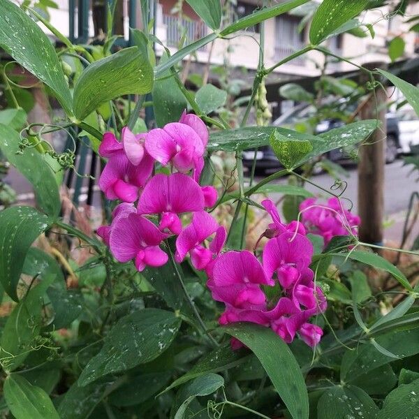 Lathyrus odoratus 花