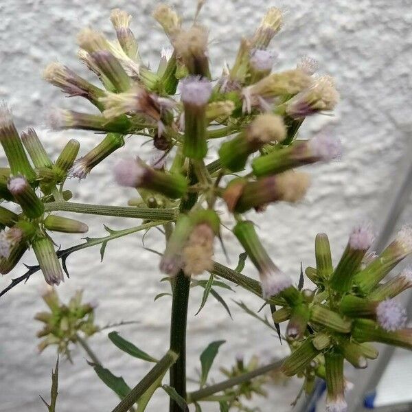 Erechtites valerianifolius Blüte