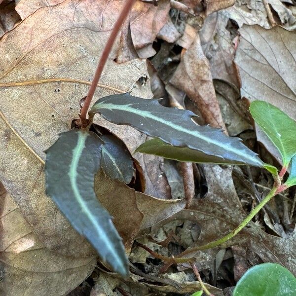 Chimaphila maculata Leaf