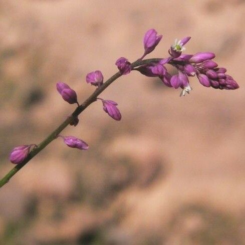 Polygala glochidiata Écorce