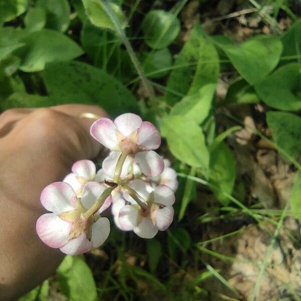 Pyrola asarifolia Fiore