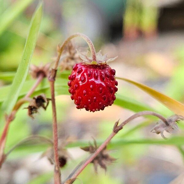 Fragaria vesca Φρούτο