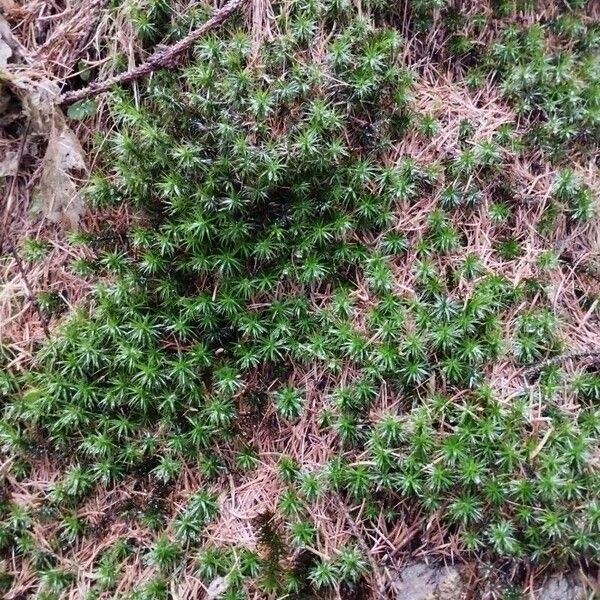 Plantago subulata Листок