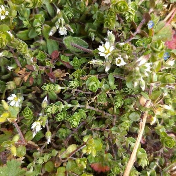 Cerastium brachypetalum Blomma