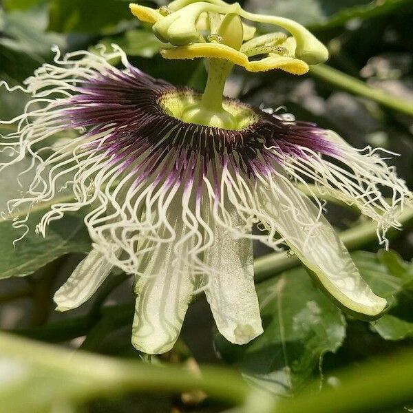 Passiflora foetida Blüte