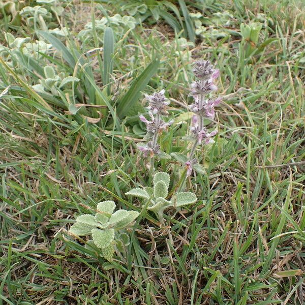 Stachys cretica Hábito