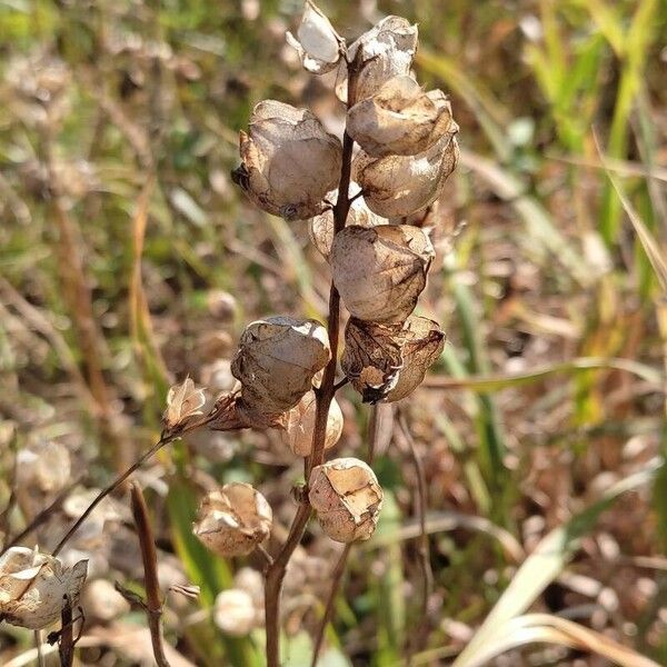 Rhinanthus major Ffrwyth