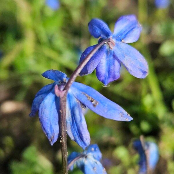 Scilla siberica Flor