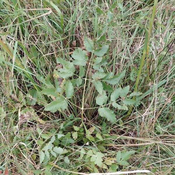 Peucedanum cervaria Лист