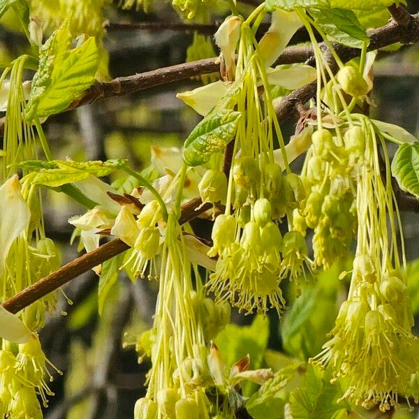 Acer opalus Virág