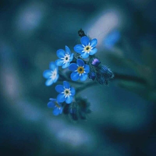 Myosotis arvensis Flower