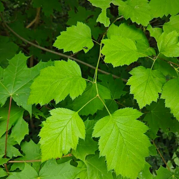 Crataegus coccinea Yaprak