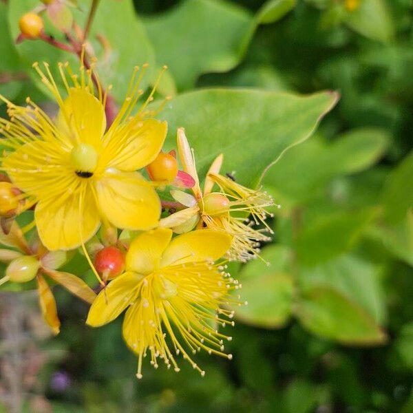 Hypericum hircinum 花