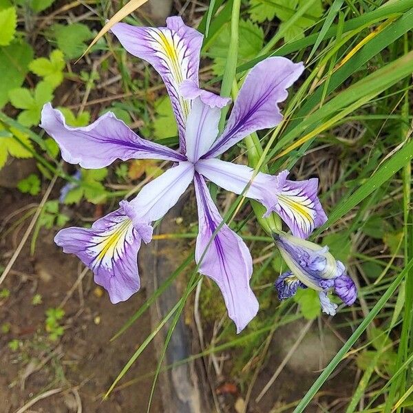 Iris tenax Žiedas