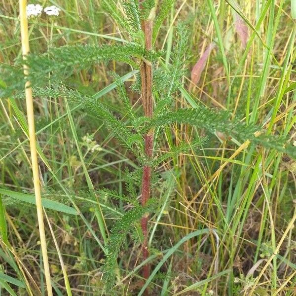 Achillea millefolium 葉