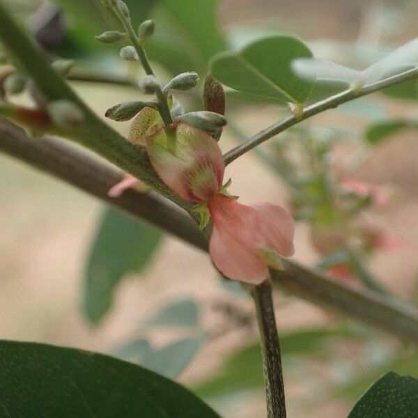 Indigofera suffruticosa Floare