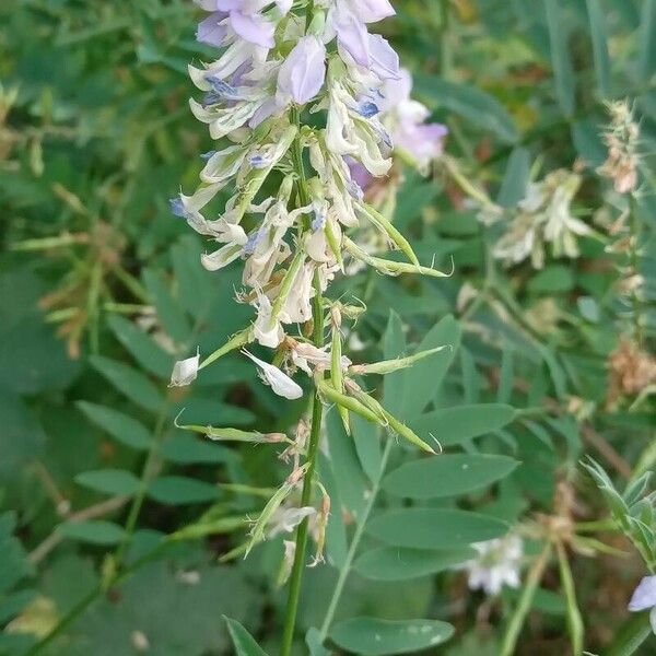 Galega officinalis Flower