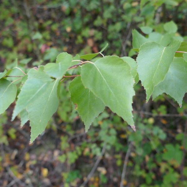 Betula occidentalis ഇല