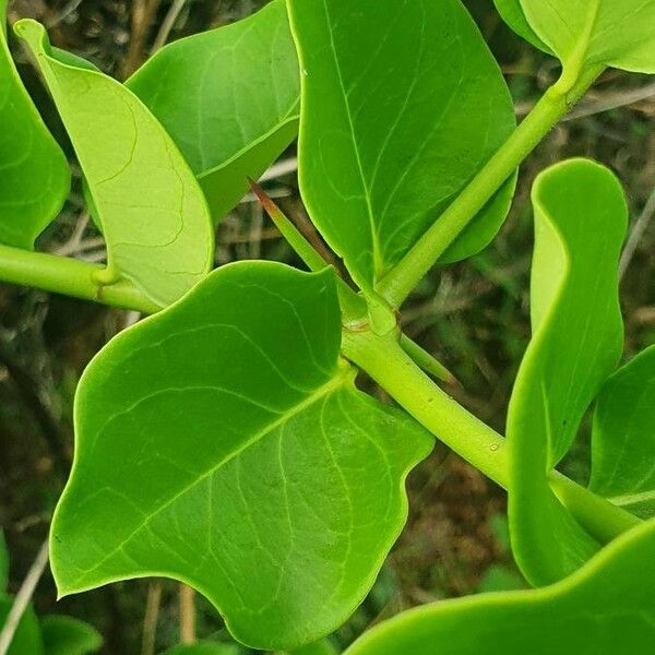 Carissa spinarum Leaf