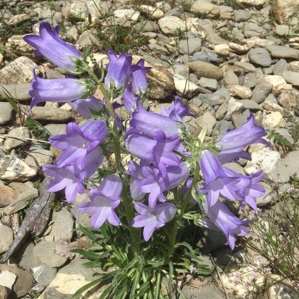 Campanula speciosa ফুল