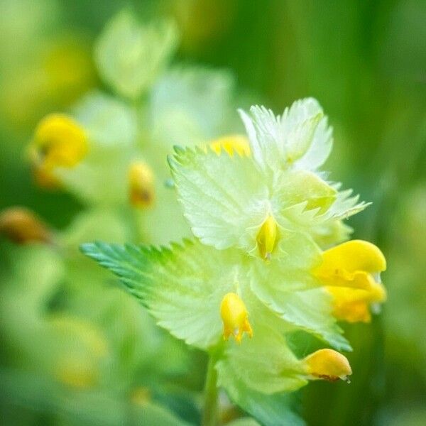 Rhinanthus major Flower