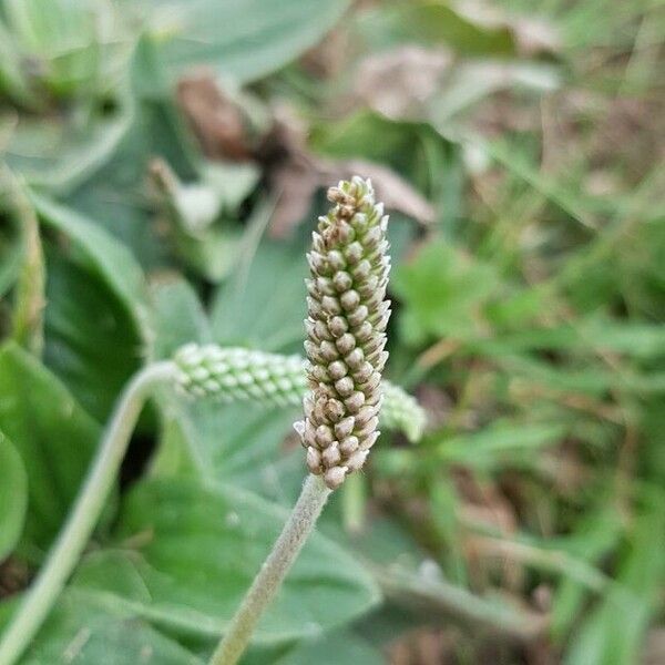 Plantago media Diğer