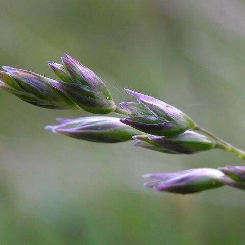 Danthonia decumbens Blomst