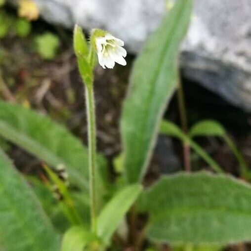 Epilobium anagallidifolium Floro