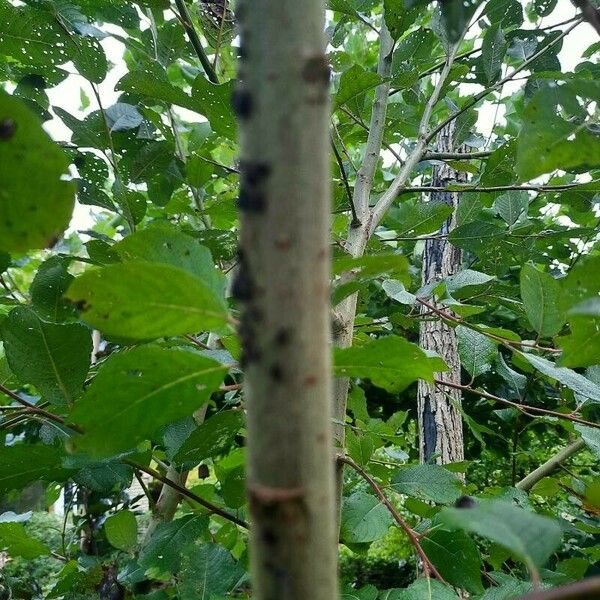 Salix myrsinifolia Bark
