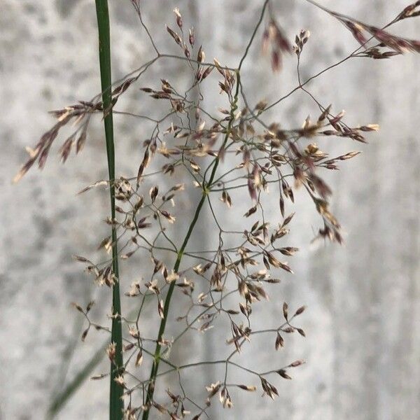 Agrostis capillaris Λουλούδι