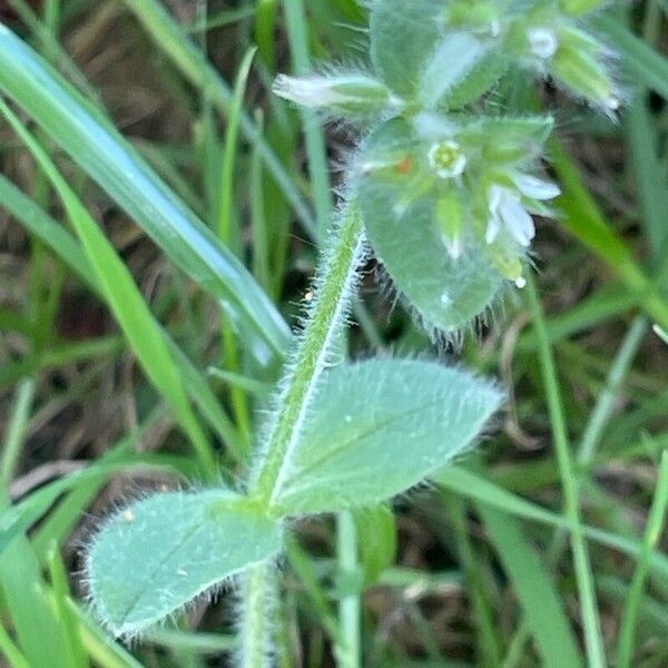 Cerastium glomeratum Blatt